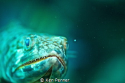 Lizard Fish by Ken Penner 